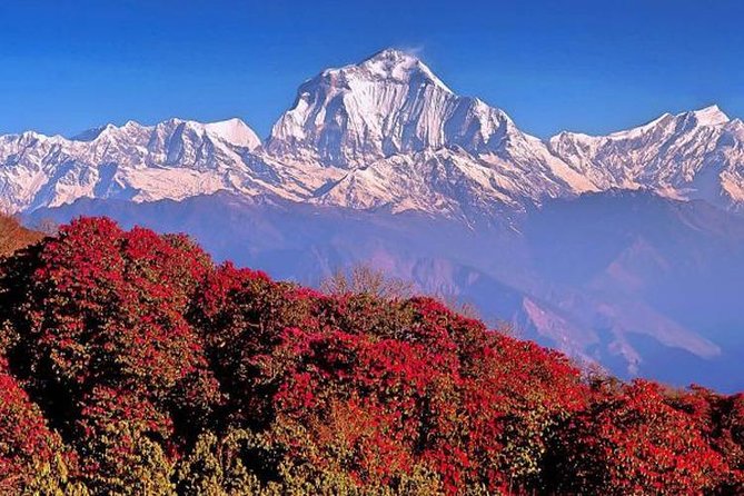 3 Days Ghorepani Poonhill Trek From Pokhara - Important Meeting and Pickup Information