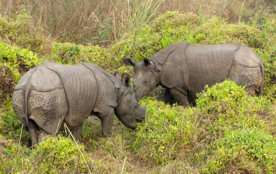 Chitwan Jungle Safari 3 Night 4 Days - Highlighted Activities and Experiences