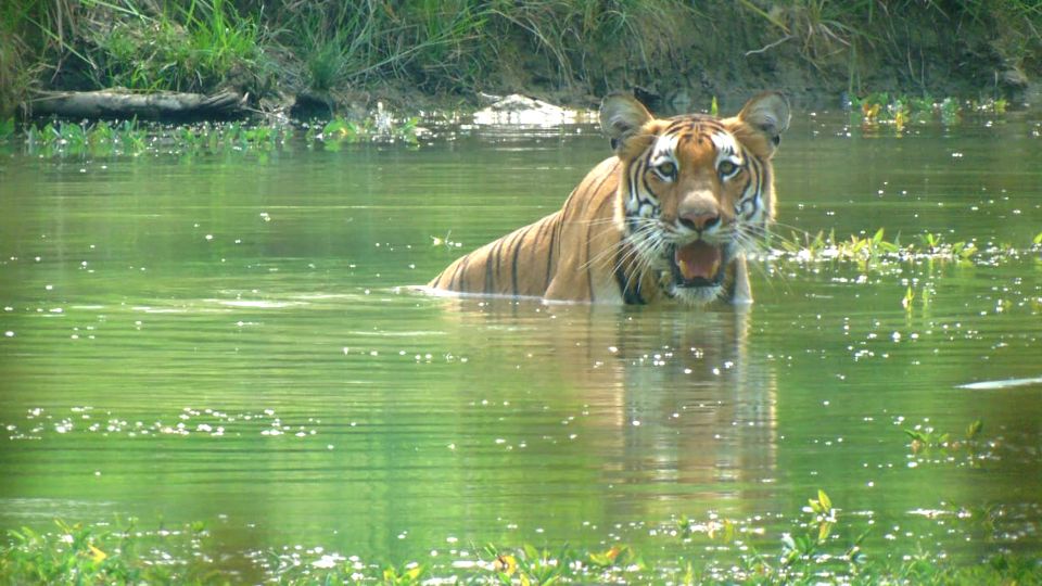 Chitwan Jungle Safari Tour: 3-Day Chitwan National Park Tour - Experience Highlights