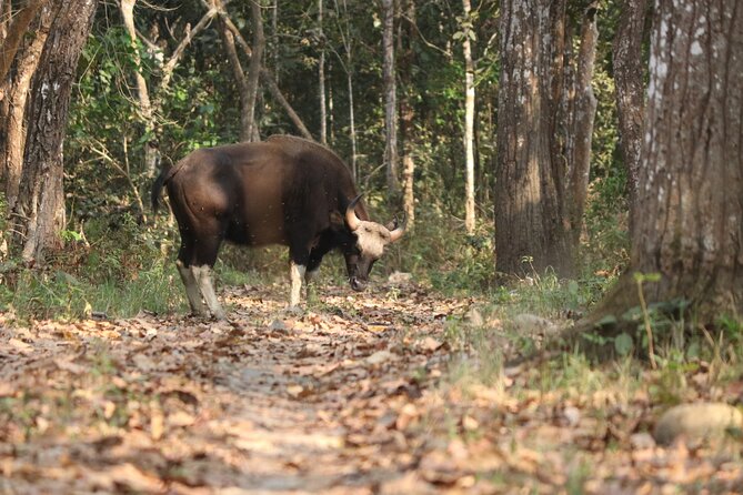 Day Walk(8-10h.) Inside Chitwan National Park. - What To Bring and Attire Recommendations