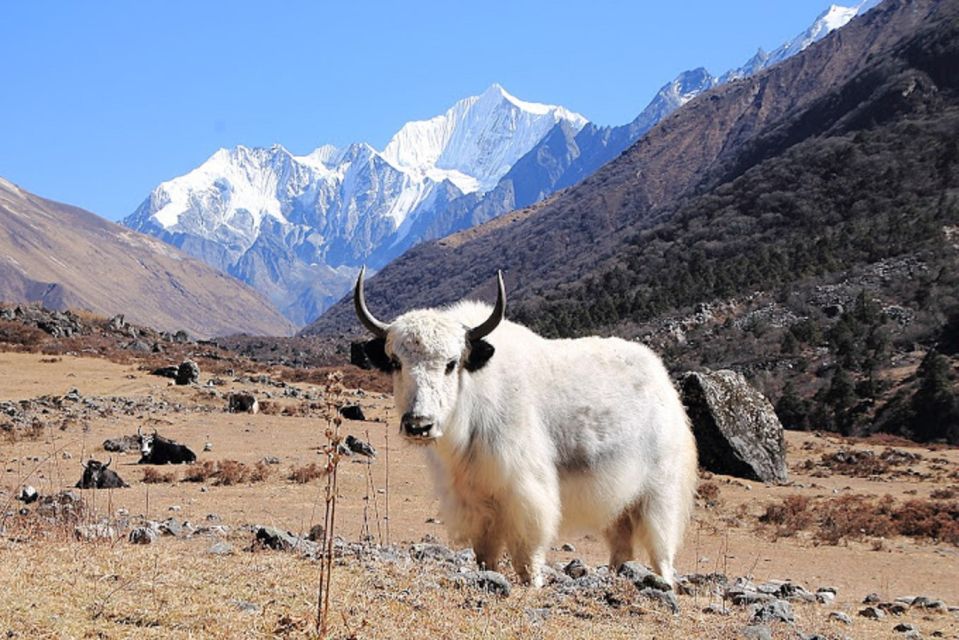 From Kathmandu: 6-Day Langtang Valley Guided Trek With Meals - Experienced Local Guides