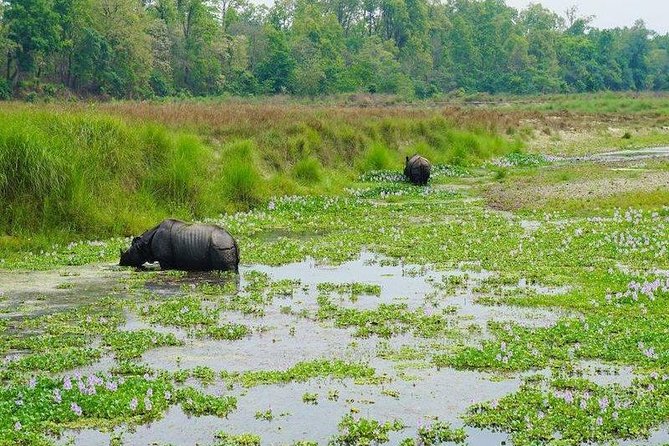 Jungle Safari Tour in Chitwan National Park - Itinerary Overview