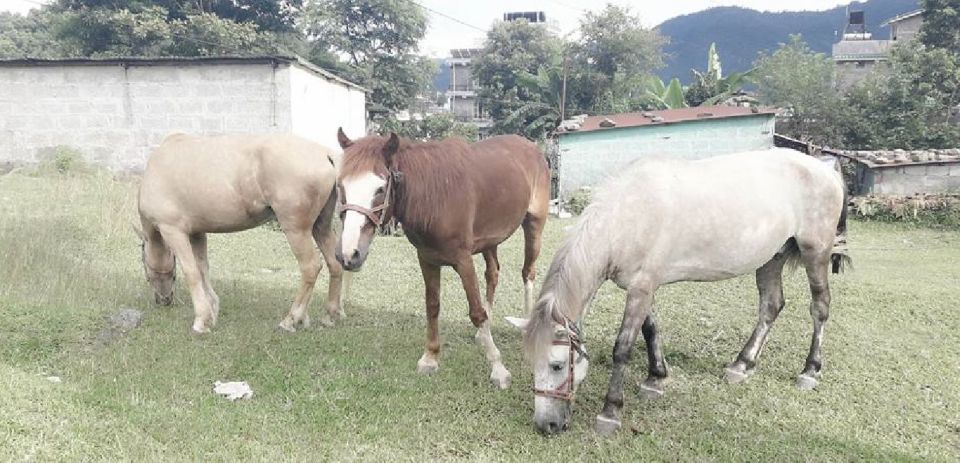 Pokhara: 2.5-Hour Horse-Pony Ride in Nature - Experience Highlights