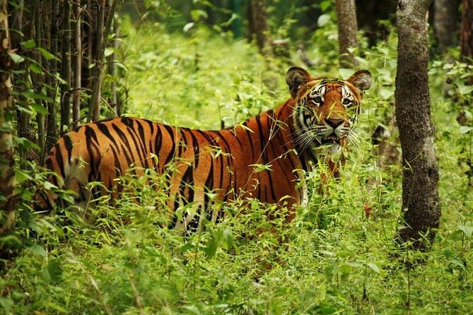 3-Day Guided Safari Tour in Chitwan National Park in Nepal - Overview of Chitwan National Park Safari