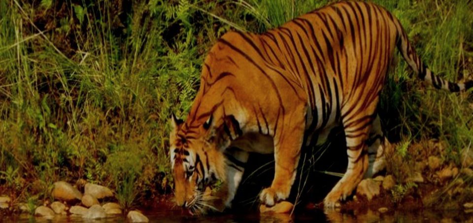 3 Days Bardiya Jungle Safari Tour From Kathmandu - Key Points
