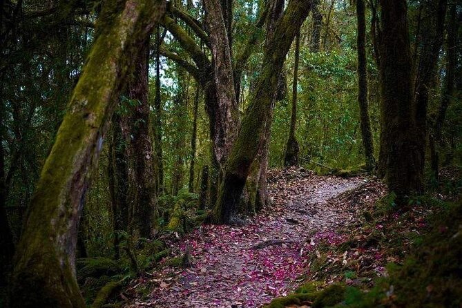 5 Days Glorious Mardi Himal Base Camp Trek From Kathmandu - Day 3: Forest Camp to Mardi Himal Base Camp