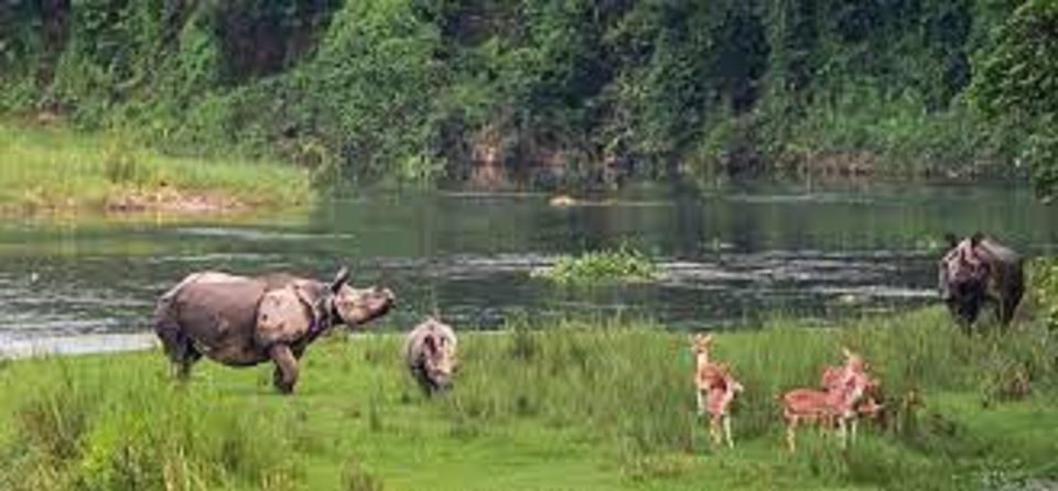 From Kathmandu or Pokhara:Luxury 4 Day Chitwan Tour Package - Activity Highlights