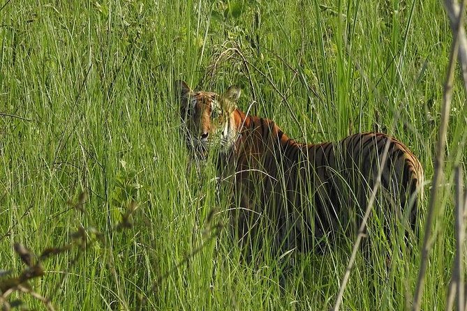 Jungle Safari Tour in Chitwan National Park - Safari Activities