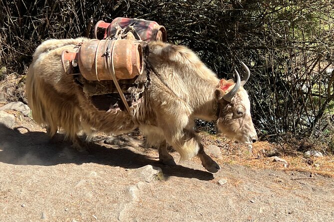 Private Multi Day Tour Everest Base Camp With Gokyo Lake Trek - Acclimatization and Altitude