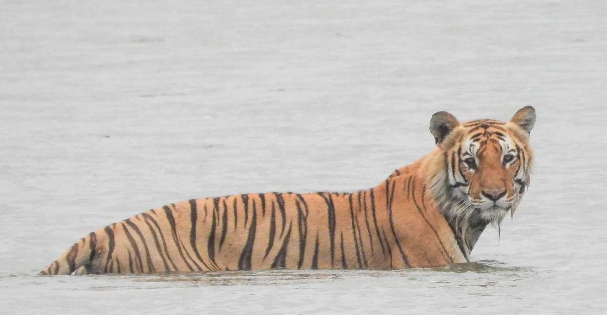Tiger Tracking Wildlife Safari Tour in Bardia - Tour Inclusions