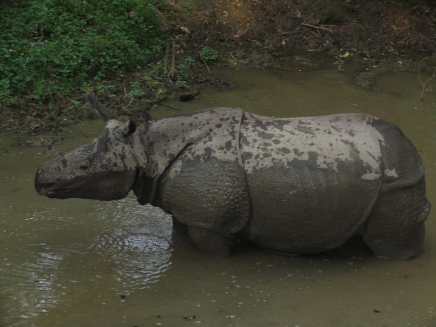 Chitwan National Park Safari - Directions for a Hassle-Free Experience