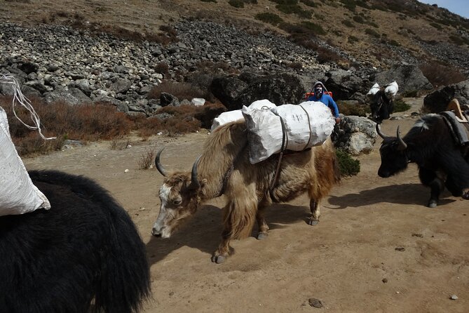 13 Days Everest Base Camp Trek - Cultural Experiences Along the Route