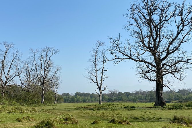 Nature Walk in Chitwan Jungle Safari With Guide - Additional Details