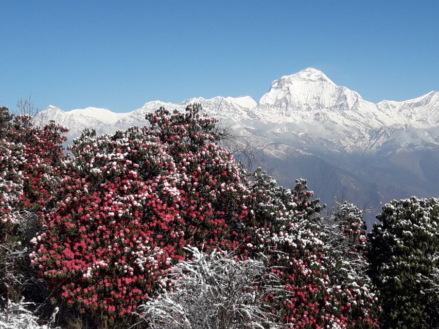 Pokhara: 8 Day Annapurna Base Camp Trek - Inclusions and Accommodations