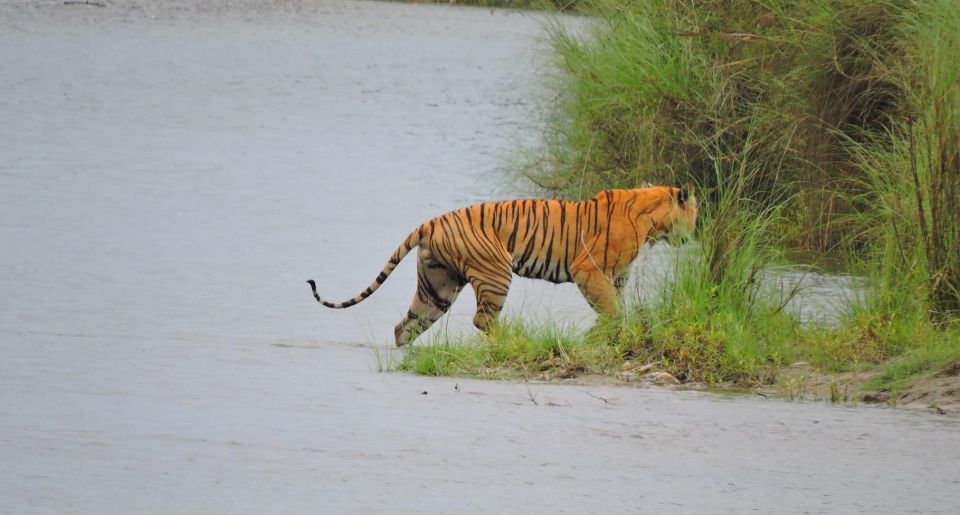 Tiger Tracking Wildlife Safari Tour in Bardia - Frequently Asked Questions