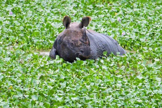 Chitwan National Park Jungle Safari Tours 3 Days - Itinerary Highlights