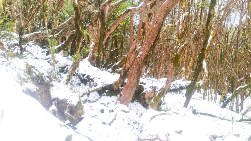 From Pokhara Budget: 5 Day Mardi Himal Base Camp Trek - Key Points