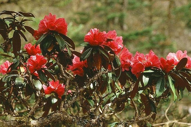 Poon Hill 3 Days Short Trek - Just The Basics