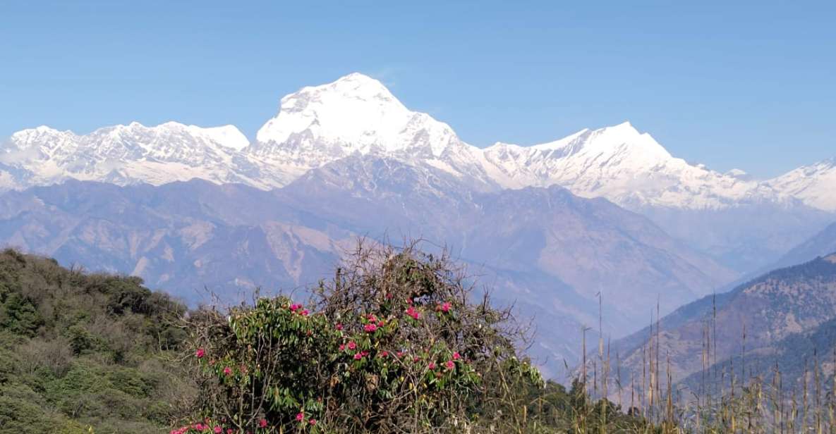 From Pokhara: 4-Day Annapurna and Poon Hill Himalayan Trek - Experience Highlights on the Trek