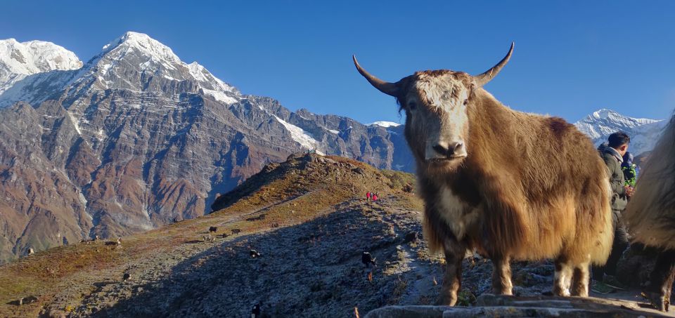 Pokhara: 5-Day Mardi Himal Guided Trek - Payment Flexibility & Trek Highlights