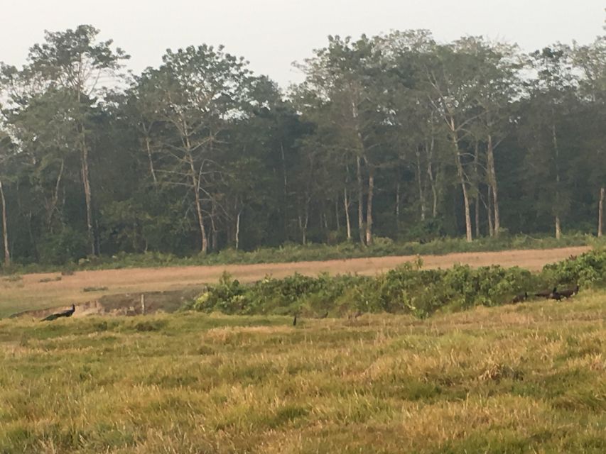 From Chitwan: Full Day Jeep Safari in Chitwan National Park - Activity Itinerary