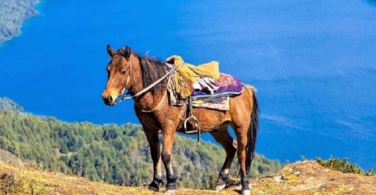 Saddle Up for a 1-Hour Horseback Riding Adventure in Pokhara